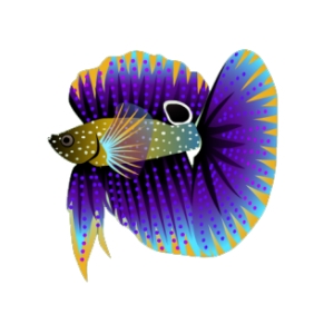 Spotted Purple Betta